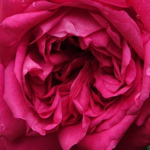 Rosa Laguna® - rosa de fragancia intensa - Árbol de Rosas Floribunda - rosal de pie alto - rosa - Tim Hermann Kordes- froma de corona llorona - Rosal de árbol con multitud de flores que se abren en grupos no muy densos.